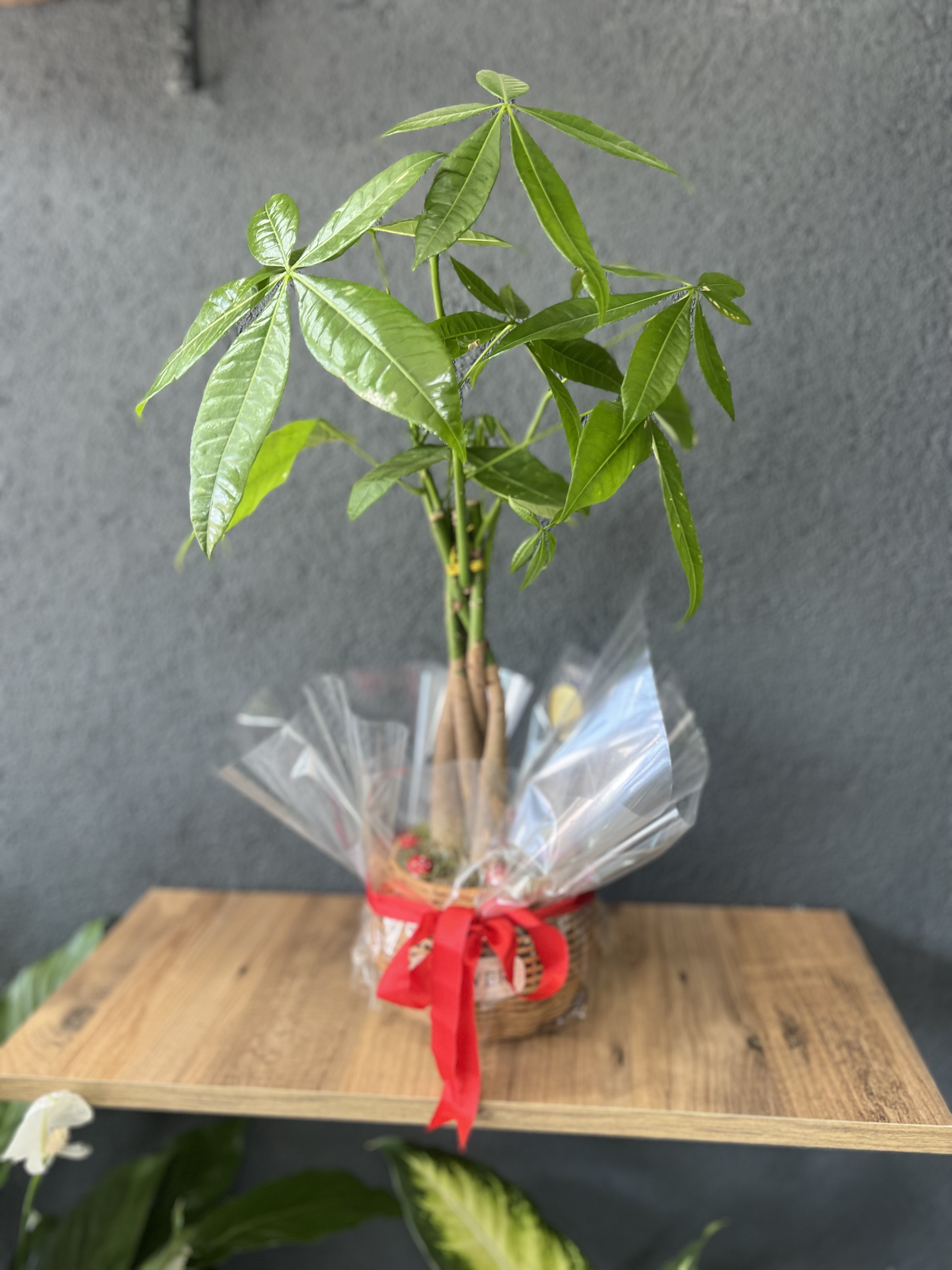 Pachira (para çiçeği)